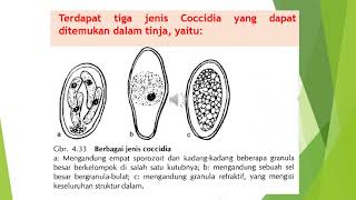 SPOROZOA  USUS dan JARINGAN