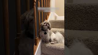 Shih Tzu Acts Weird While Sitting on Stairs