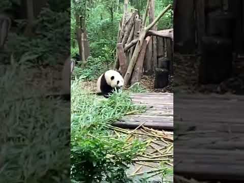 Vídeo: A Base de Pesquisa de Reprodução do Panda Gigante em Chengdu
