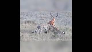 Worlds fastest animals fail! Grant gazzele take down cheetah with horns lion hunt impala fail👎