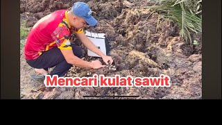 MENCARI KULAT SAWIT SAIZ MEGA, MEGATRON, MEGA 888 di Taiping Perak.. HERE WE GO‼️
