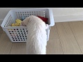 気に入ったおもちゃを隠すフェレット