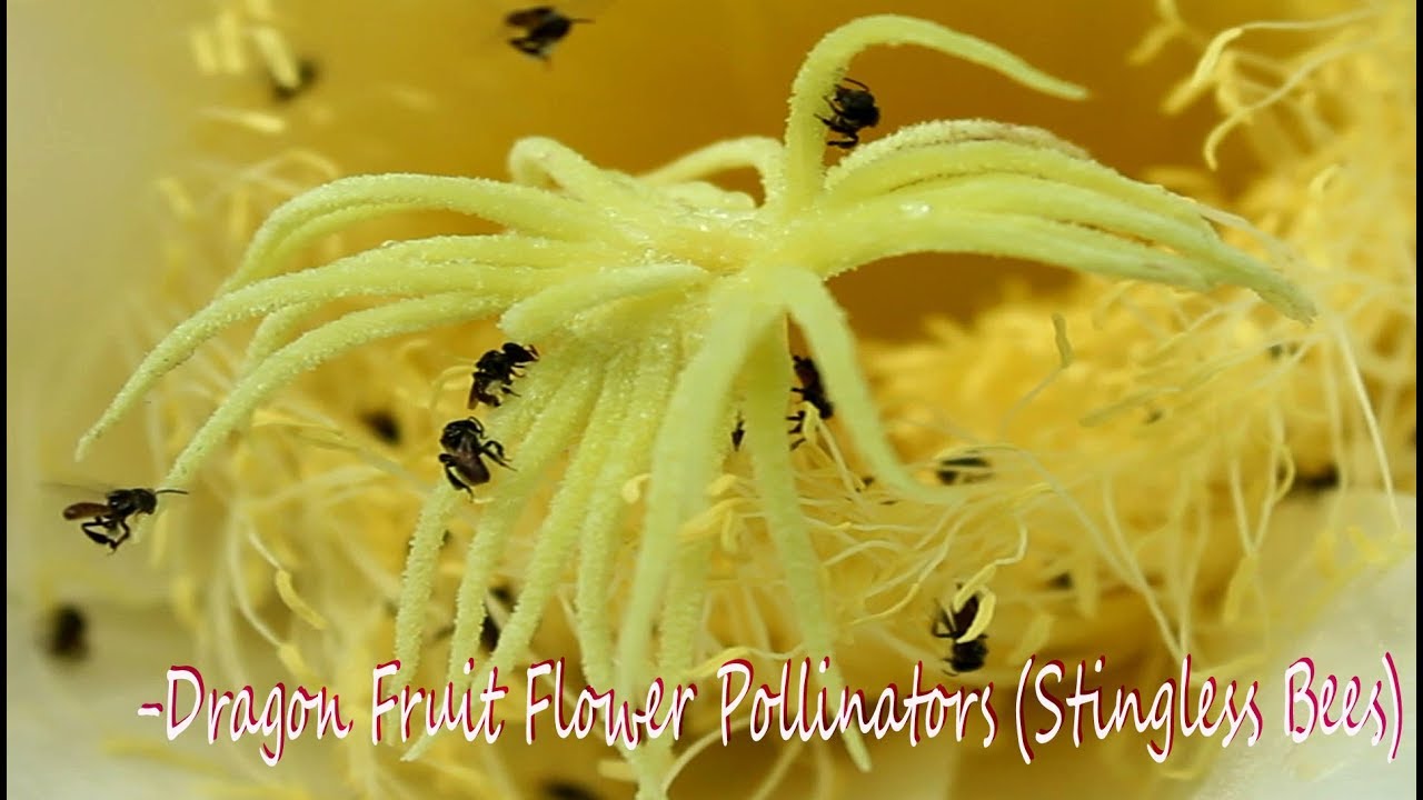 Dragon Fruit Flower POLLiNATORS (STiNGLESS BEES) YouTube