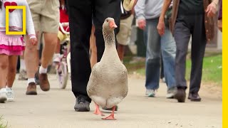 ハイイロガンのマリアは人気者 | ナショジオ