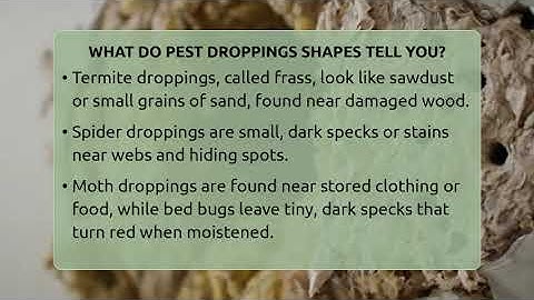What Do Pest Droppings Shapes Tell You? - Insects and Invaders