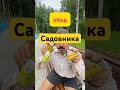 #обед #садовник #онигири #лимонад #япония #перекус #еда #mukbang
