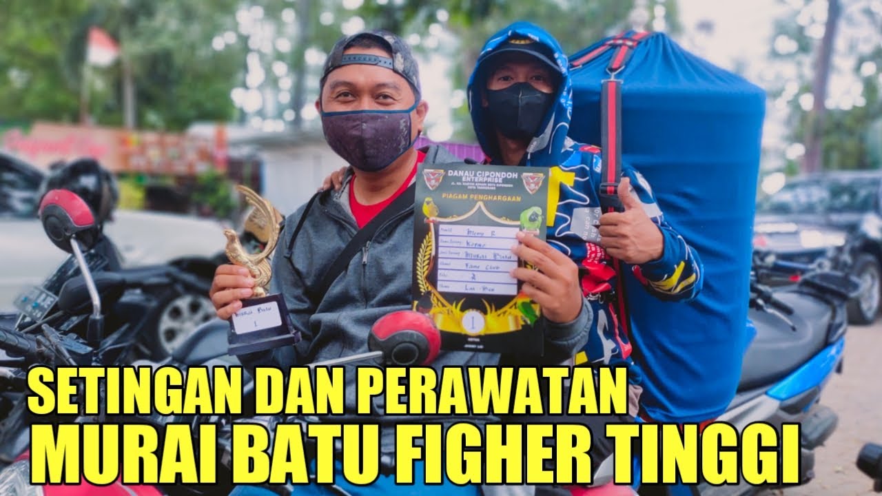 setingan dan perawatan murai batu figher tinggi