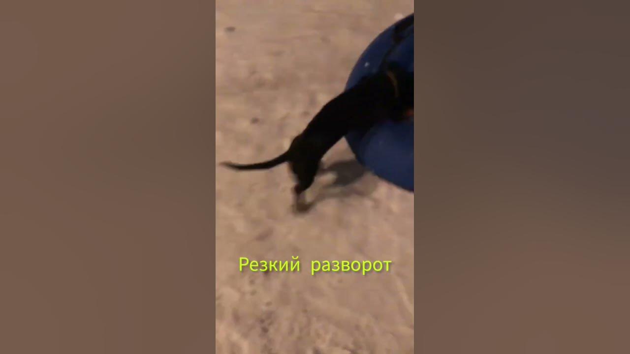 Тиша и плюшка #зима#собака#сабака#а4#смешное#прикол#подпишись#такса# ...