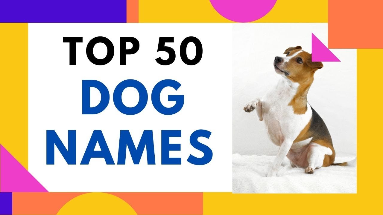 Best Name Of Dogs Top 50 Dogs Names Male Female Dogs List