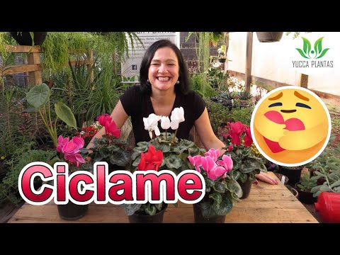 Vídeo: Cyclamen (58 Fotos): O Que é E Como é? Características Dos Cuidados Com As Flores. Descrição De Terry, Ivy E Outros Tipos