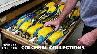 Why Over 600,000 Bird Specimens Are Preserved At The Smithsonian | Colossal Collections by Insider Science 8,603,895 views 1 year ago 9 minutes, 17 seconds