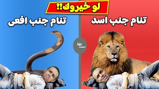 لو خيروك : تنام جنب اسد او تنام جنب افعى ايهما تختار !! 🦁🐍