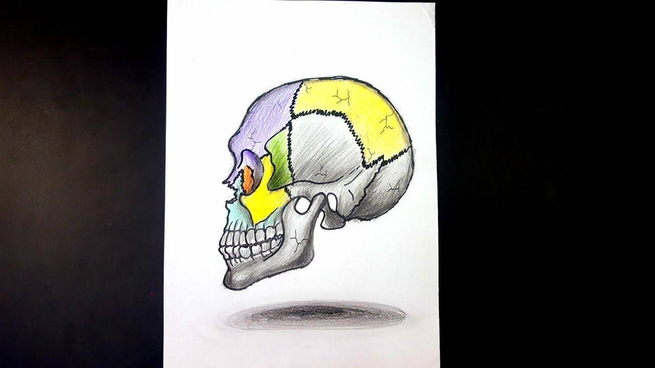 Como desenhar um crânio - Curso de Desenho - Eu que Desenhei