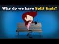 Why do we have Split Ends? | #aumsum #kids #science #education #children