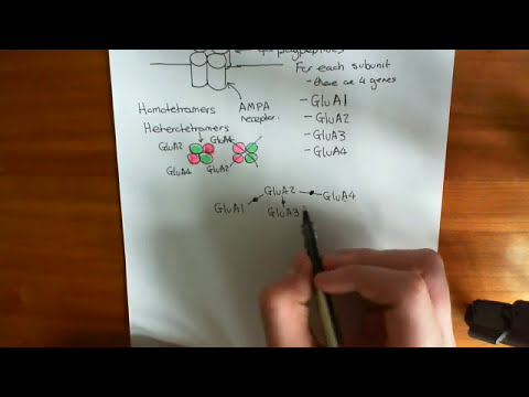 Video: En Ny Muslinje Med Reducerad GluA2 Q / R-plats-RNA-redigering Uppvisar Förlust Av Dendritiska Ryggar, Hippocampal CA1-neuronförlust, Inlärnings- Och Minnesnedsättningar Och NMDA-re