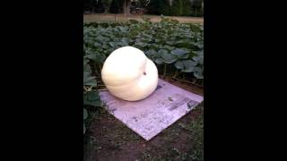 Giant pumpkin patch 2016