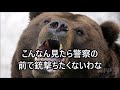 【悲報】 北海道のヒグマ駆除、もう滅茶苦茶