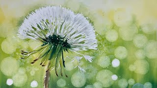 Atmospheric Fun Dandelion Watercolour Tutorial