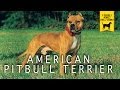 AMERICAN PITBULL TERRIER trailer documentario