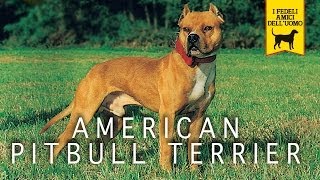 AMERICAN PITBULL TERRIER trailer documentario