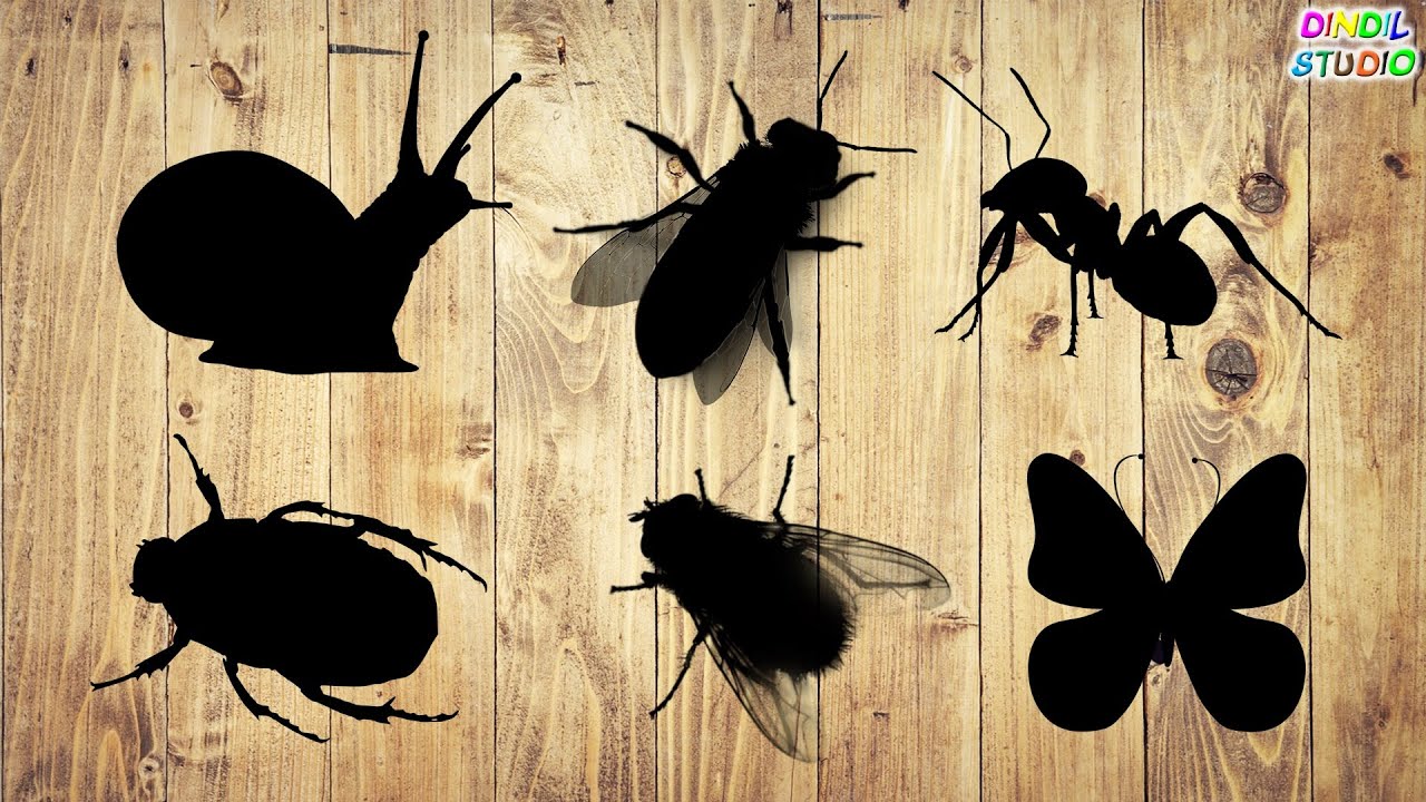 Жалаңаш Люданың суреті Ең кішкентай пенис бейне