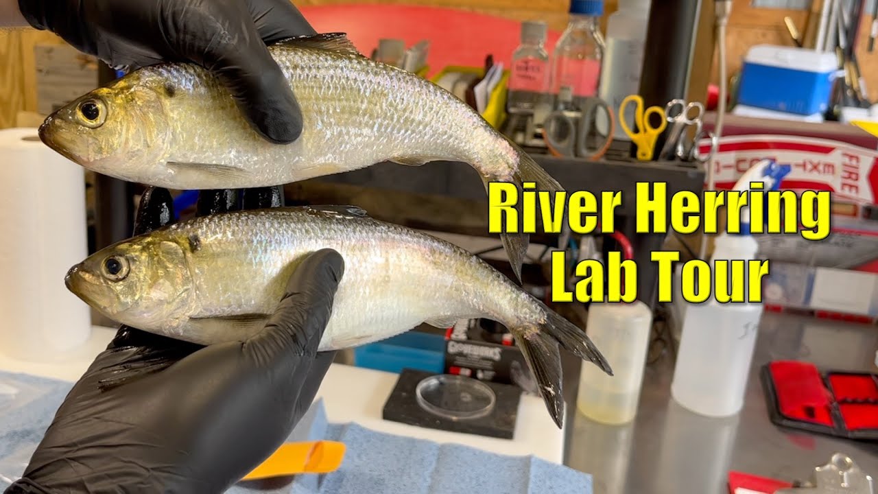 Holyoke Fish Lift / River Herring in the Lab / Connecticut River