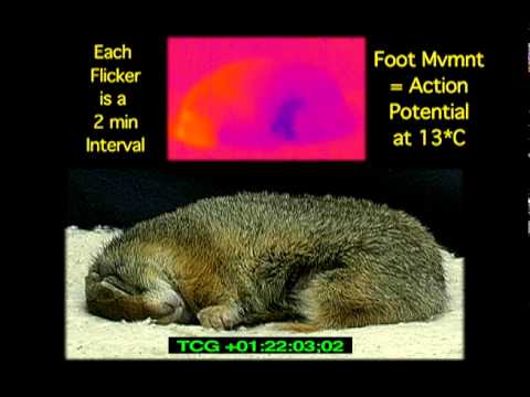 do squirrels hibernate in houses do squirrels hibernate in houses