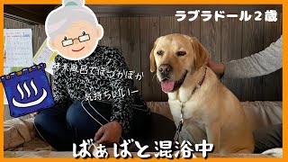 【ラブラドールレトリーバー】ばぁばと混浴中の大型犬　酵素風呂ドッグ整体に行ってきました