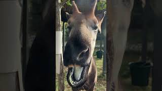 Okapi Takes Medication on A Cracker and Crunches Loudly