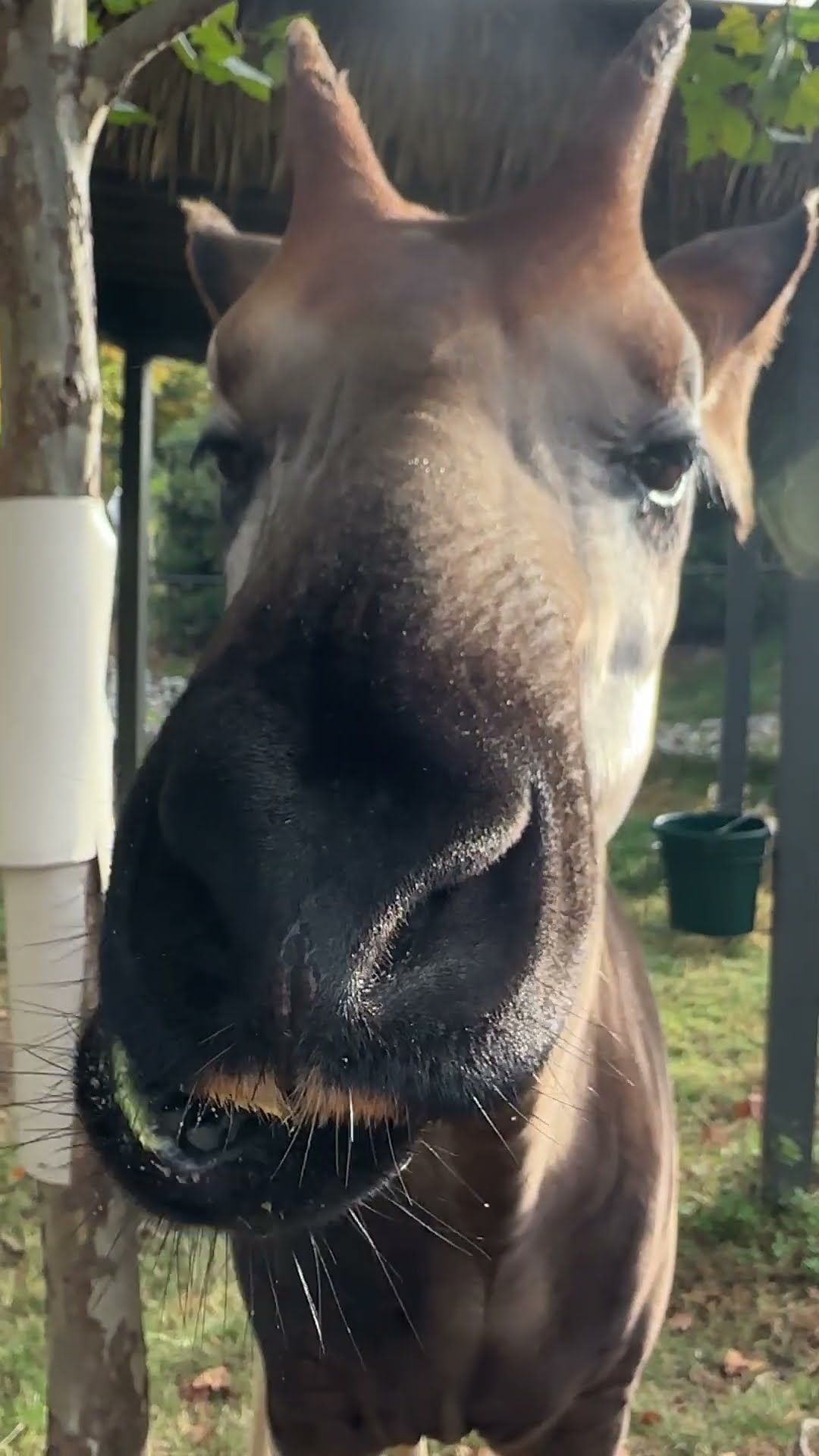 Okapi Takes Medication on A Cracker and Crunches Loudly