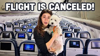 They CANCELED our flight! Traveling with our dog from Portugal to NYC [VLOG] 4K by Westie Vibes 3,627 views 9 months ago 9 minutes, 47 seconds