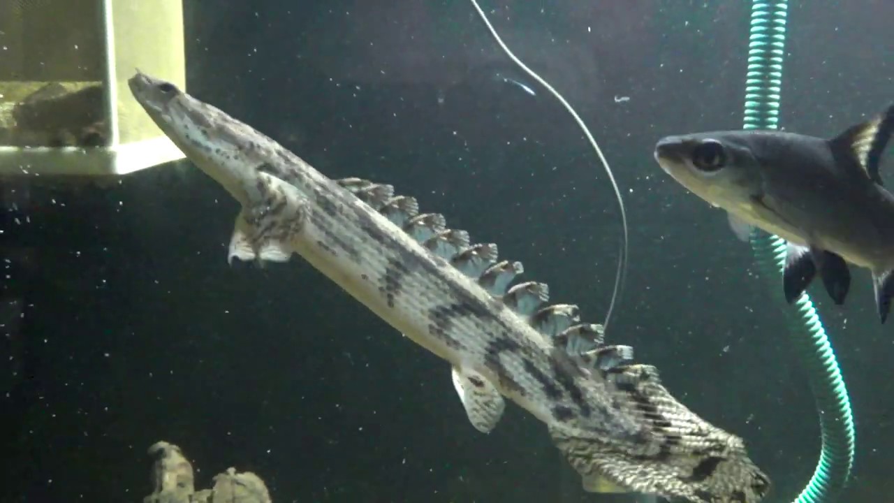 Feeding My Polypterus ''Mealworms''!!! LIVE FEEDING 🐋 YouTube