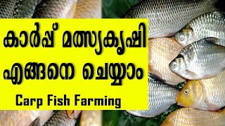 Carp Fish Farming In Kerala | കാർപ് മത്സ്യകൃഷി | mixed carp fish farming | fish farming malayalam