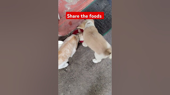 Share the foods #dogs #cats #pets #animalkingdom ##dogday #dogshorts #shortsreels2025 #shortvideo
