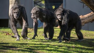 Caring For Chimpanzees As They Age