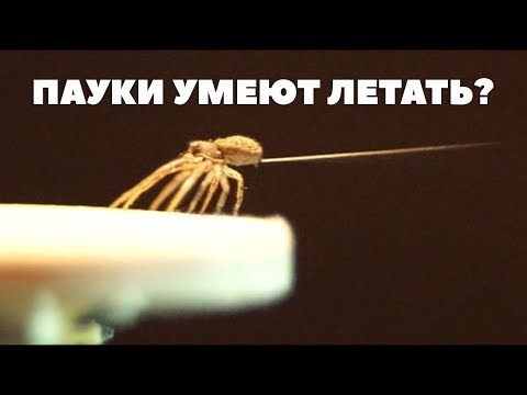 КАК ПАУКИ ИСПОЛЬЗУЮТ ПАУТИНУ ЧТО БЫ ЛЕТАТЬ? Русская Озвучка