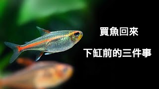 買魚 回家 養魚 的你需要做的三件事這樣才能減少魚的死亡 / 教你如何 對水 /水族世界 /  養魚 這回事