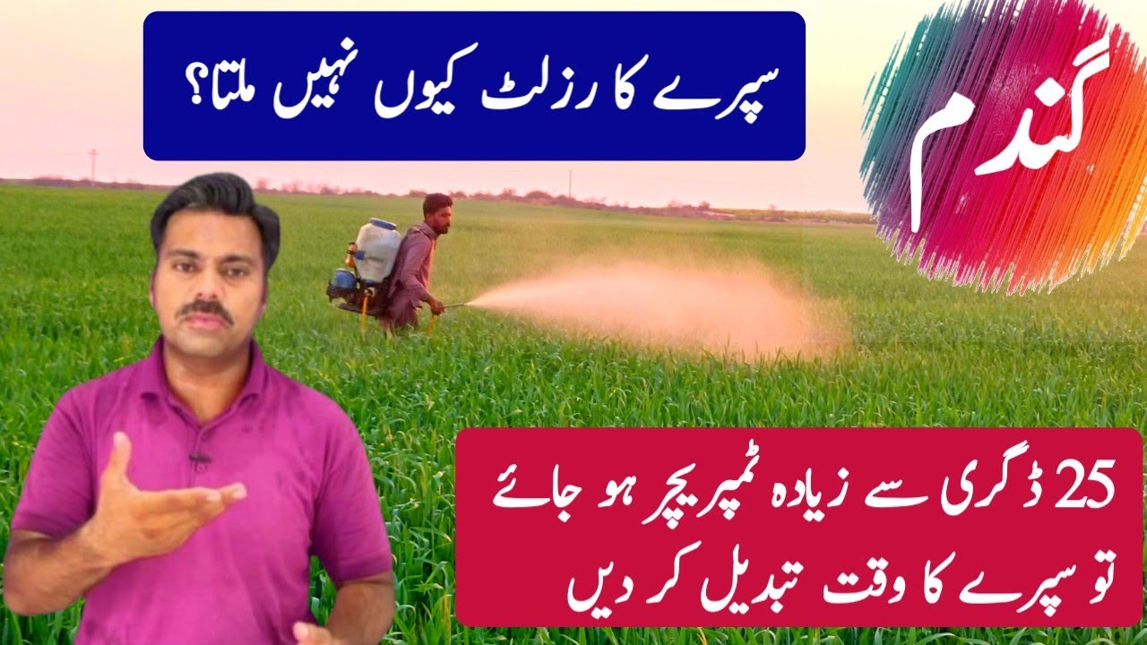 How to improve the efficiency of chemicals spray on agricultural crops | Ideal weather for spray