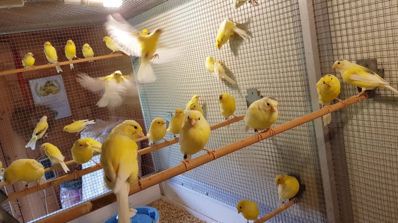 Teil 43. Kanarienvögel 🐥 Mauserzeit, Zuchtende