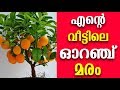 വീട്ടിൽ ഓറഞ്ച് വളർത്താം എളുപ്പത്തിൽ | How to grow Orange at Home