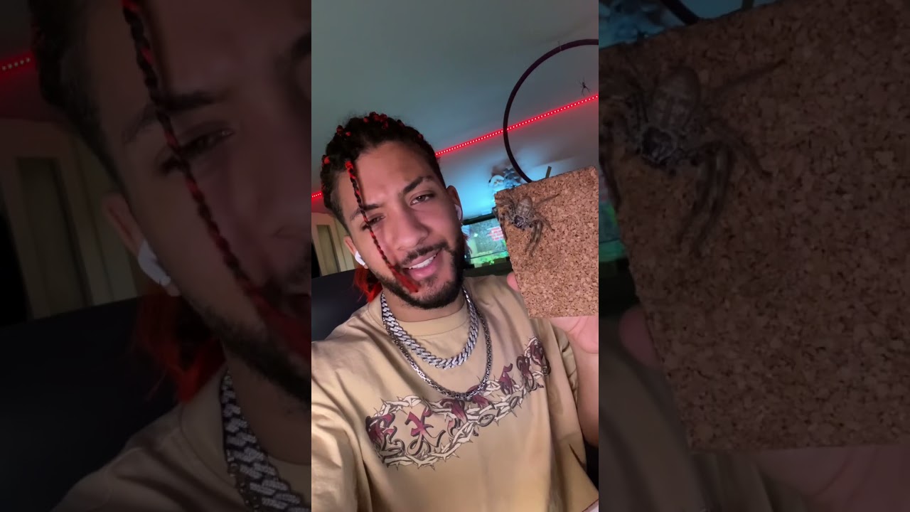 Australische Jagtspinne (Holconia Insignes)