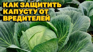 МОЮ КАПУСТУ ГУСЕНИЦА НЕ ЕСТ СПОСОБ БОРЬБЫ С  КАПУСТНИЦЕЙ БАБОЧКОЙ БЕЛЯНКОЙ