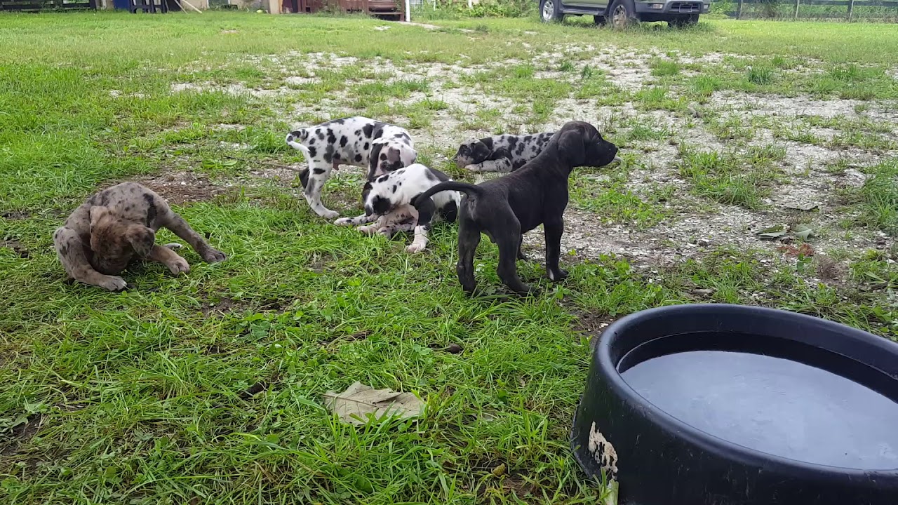 onyx brindle great dane