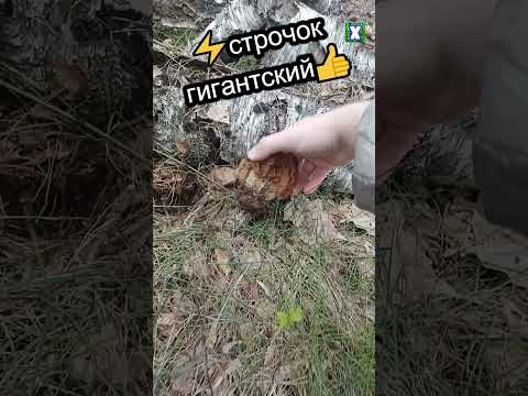 ✅строчок гигантский✅2024 #shorts #грибы #строчки #природа #первыегрибы #лес #сморчки #гриб #строчок