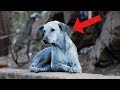 Los Nuevos Perros Azules en India