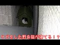 小屋を見たら傷だらけの野良猫が疲れて寝ていた