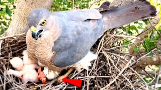 First Day of Shikra Egg Hatching: A Fascinating Process @BirdPlusAnimals