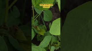 सोयाबीन की फसल में सफेद मक्खी का नियंत्रण whiteflies सोयाबीन कीटनाशक खेतीबाड़ी किसान