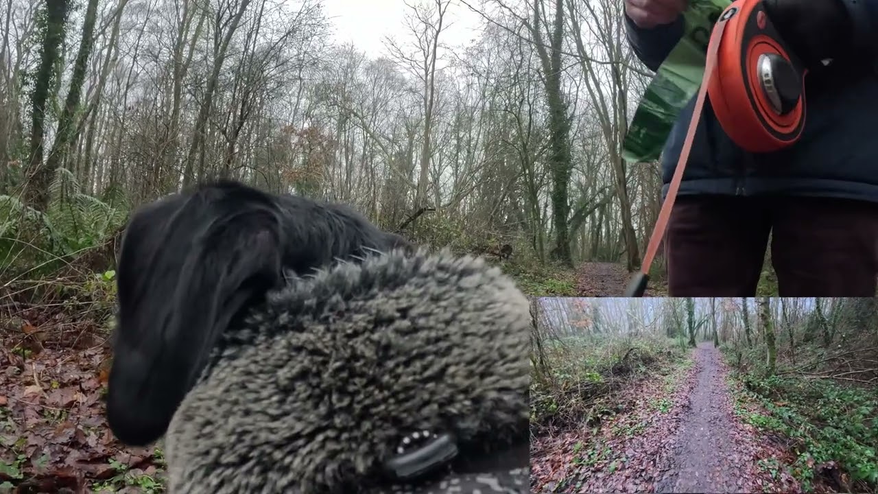 Walkies with Merlin - 20/12/25 - Morning Dog Walk dual camera