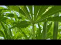 Exploring Hemp w/ Cait Curley (Official Trailer)